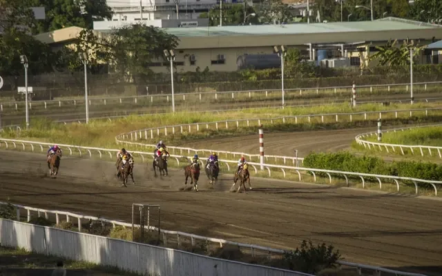 Horses on a racecourse