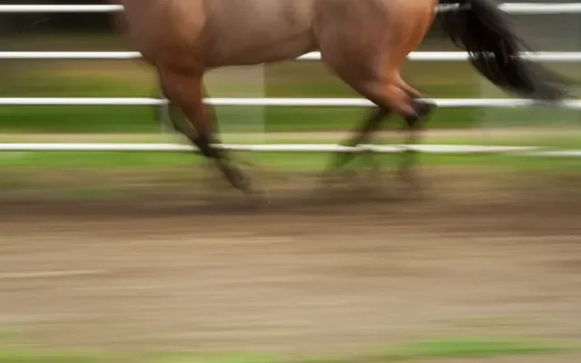 Racehorse at full gallop