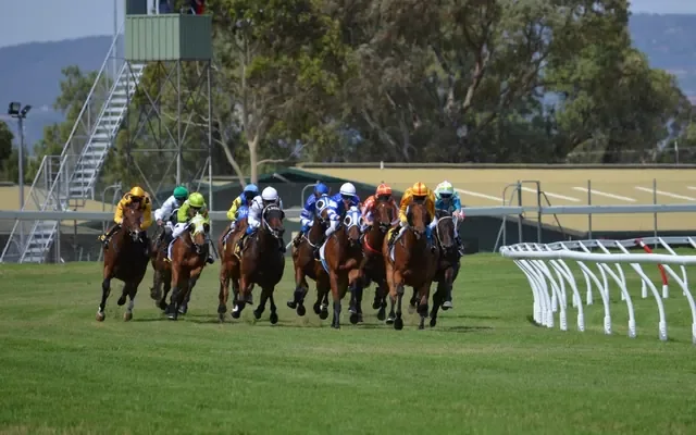 Field of racehorses on turf